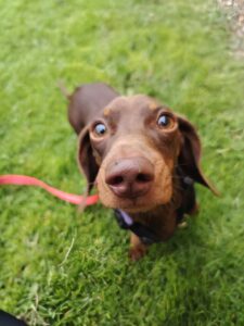 Pet Image
